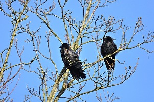 După cormorani, Petre Daea vrea să împuște și ciorile