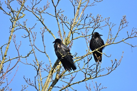După cormorani, Petre Daea vrea să împuște și ciorile