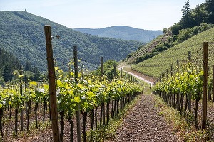 Producătorii spanioli de vin cava caută soluții creative la amenințare