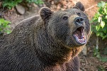 „Ursul mi-a băut tot whisky-ul”. Reportaj Financial Times despre urșii din România
