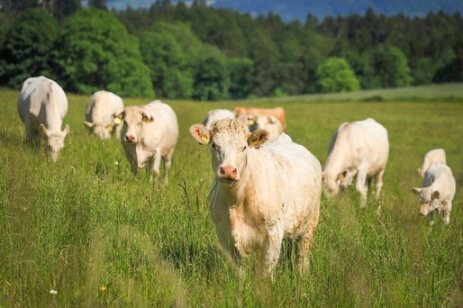 Un fermier din Canada testează o rasă de vaci ”anti-poluare”