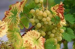 Finlanda cere să fie recunoscută ca țară viticolă, după ce temperaturile mai crescute din ultimii ani au permis producții de struguri