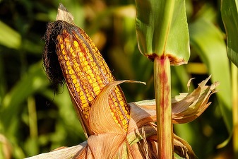 Agricultorii din Timiș, nemulțumiți de ieftinirea porumbului. Un kilogram se vinde, acum, cu 50% mai puțin decât anul trecut
