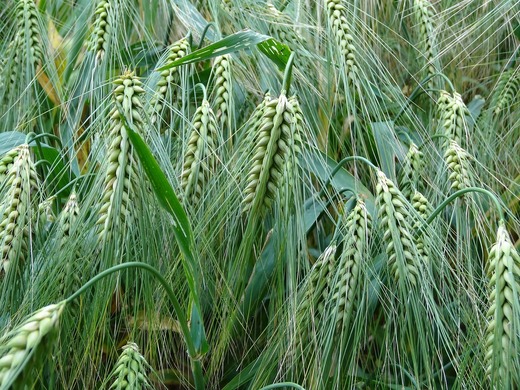 Agro TV: ”Grânarul Europei” importă grâu și porumb pe bandă rulantă