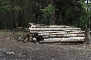 Volumul de lemn exploatat, în scădere