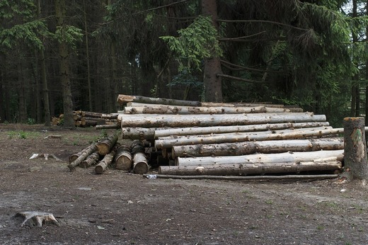 Volumul de lemn exploatat, în scădere