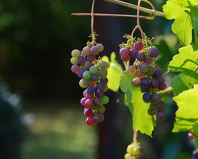 Sute de vase de vin, vechi de 5.000 de ani, descoperite în Egipt