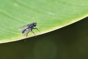 Tyson, unul dintre cei mai mari producători de carne din Statele Unite, investește în producția de proteine din insecte. Muștele vor fi transformate în hrană pentru animale de companie, păsări de curte și pește