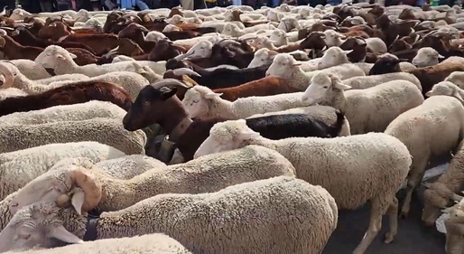 VIDEO Străzile din Madrid, ocupate de oi mânate de ciobani 