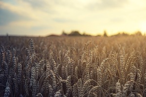 Franța, Germania, Polonia, Spania și România, cei mai mari producători de cereale din UE
