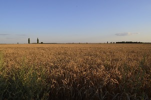 Intrarea Ucrainei în UE ar fi o "catastrofă" pentru agricultura europeană, afirmă liderul principalului sindicat agricol francez