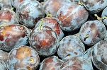 Moldova, al treilea cel mai mare exportator de prune la nivel mondial. Principala piață de desfacere– UE, cu România în frunte