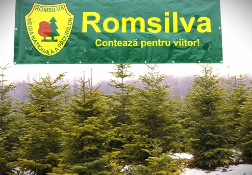 Romsilva scoate la vânzare peste 20 de mii de pomi de Crăciun – brazi și molizi, la prețuri cuprinse între 15 și 35 de lei