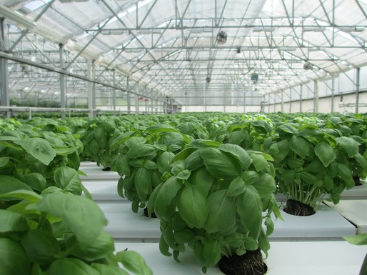 ”Horticultura urbană” va fi subvenționată asemenea celorlalte culturi agricole
