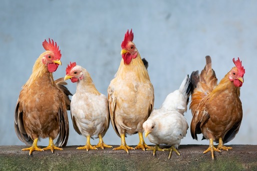 Focar de gripă aviară la o fermă din Olt cu peste 70.000 de păsări