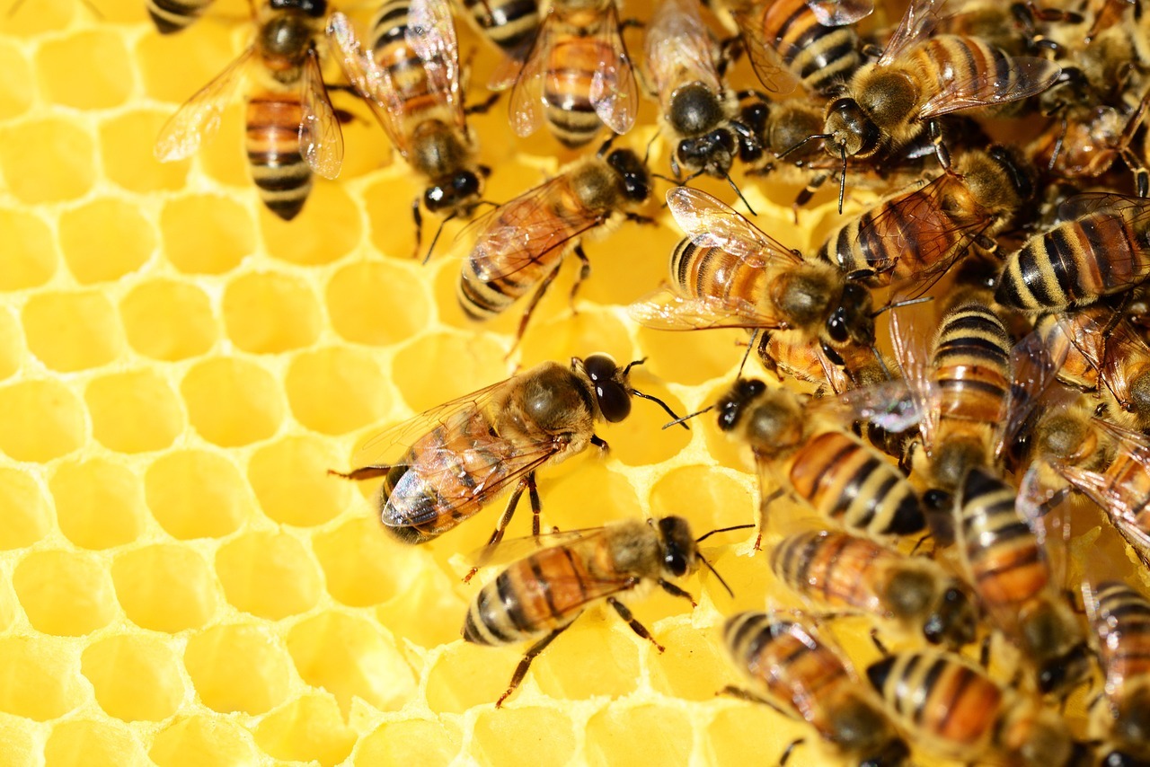 Agro TV: Miere cu foiță de aur! O nouă modă printre apicultori