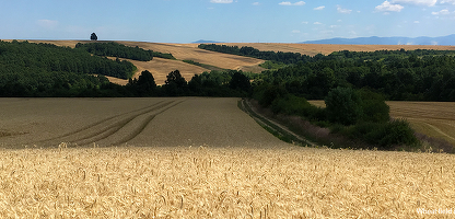 Tranzacție între danezi miliardari: 1.000 de hectare de pădure românească