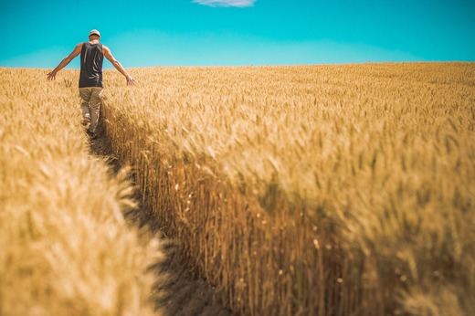 Agro TV: România, lider continuu în UE, până recent, pe piața cerealelor. Cât grâu a plecat din țară