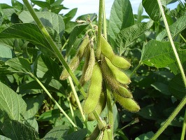 China extinde plantarea de soia și porumb modificate genetic