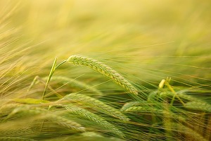 România, China și Turcia - principalii importatori de produse agricole din Ucraina