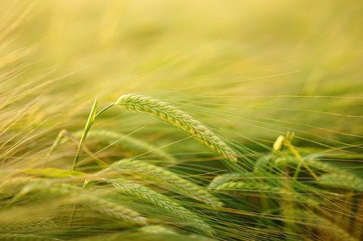 România, China și Turcia - principalii importatori de produse agricole din Ucraina