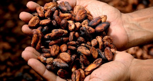 Prețuri record la cacao 