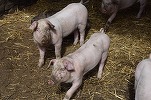 FOTO În România este pregătit cel mai mare complex zootehnic de porci din Europa