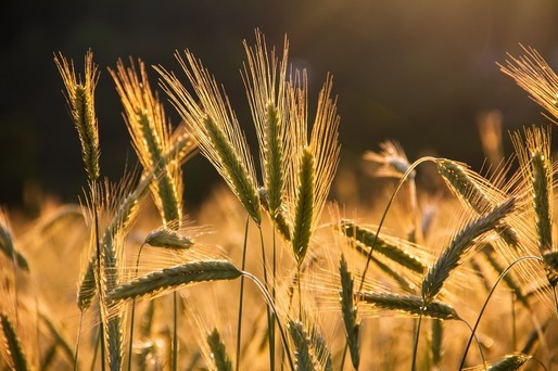 Ministrul Agriculturii: Nu se pune problema importurilor de cereale din Ucraina. Cântarul din Vama Siret nu funcționa