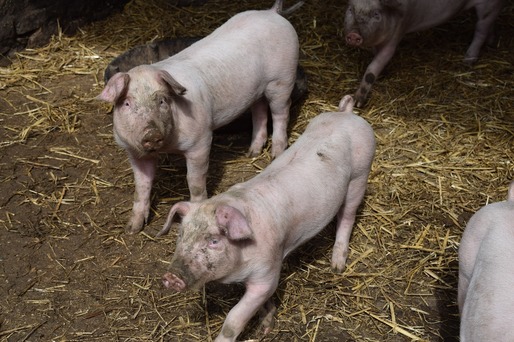 FOTO Una dintre cele mai mari ferme de porci din Europa este ridicată în România. Cea mai mare investiție privată în comună din ultimele trei decenii