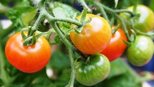 Compensare parțială de la buget pentru fermierii care au suferit pierderi la culturile de tomate și usturoi