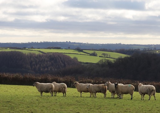România va putea vinde ovine și carne de ovine în Algeria