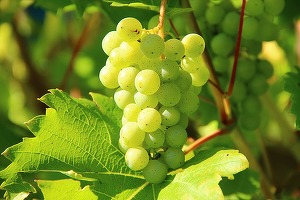 Fermierii australieni scot din pământ milioane de butuci de vie pe fondul superofertei de vin