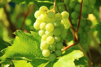Fermierii australieni scot din pământ milioane de butuci de vie pe fondul superofertei de vin