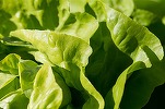 Salata iute provenită din Asia, cu o greutate de până la 1 kg, poate fi cultivată și în România