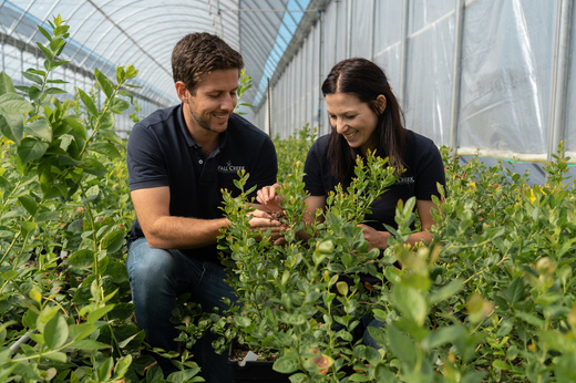 EXCLUSIV FOTO Familie americană, unul dintre cei mai mari cultivatori de afini din lume, intră pe piața românească, pe un teren pe care au fost gândite 400 de case