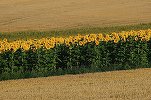 România - lider în UE la suprafața cultivată cu floarea soarelui și porumb boabe