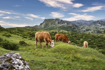 Uniunea Europeană alocă de patru ori mai mulți bani pentru creșterea animalelor decât pentru cultivarea plantelor