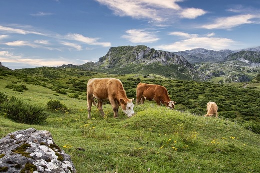 Uniunea Europeană alocă de patru ori mai mulți bani pentru creșterea animalelor decât pentru cultivarea plantelor