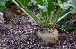 Franța va permite fermierilor să folosească mai multe pesticide pentru a-și proteja culturile de sfeclă de zahăr