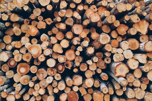 Lege promulgată: Prețul mediu de vânzare a lemnului este aprobat prin lege; recoltarea e limitată