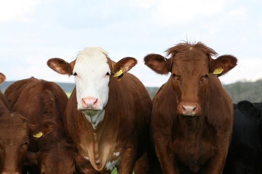 Fermierii din SUA iau măsuri după ce gripa aviară a fost depistată la vaci
