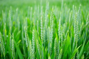Agricultorii din Prahova spun că situația grâului e critică din cauza secetei și cer desființarea sistemului antigrindină
