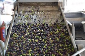 Cel mai mare producător de ulei de măsline din lume avertizează: Unul dintre cele mai dificile momente din istoria sectorului