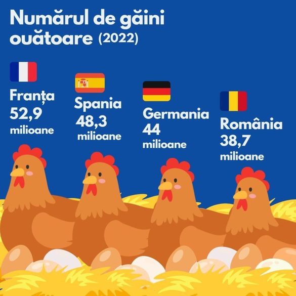 România, în topul țărilor europene cu cel mai mare număr de găini ouătoare