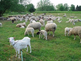 Efectivele de animale din Uniunea Europeană au scăzut 