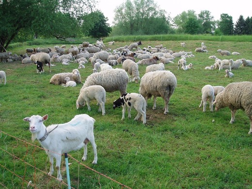 Efectivele de animale din Uniunea Europeană au scăzut 