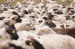 Zeci de mii de oi trimise pe mare din România în Maroc pentru marea sărbătoare Eid al-Adha
