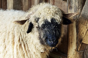 Se reiau exporturile și tranzitul cu carne și animale vii în Turcia