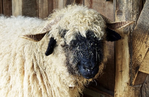 Se reiau exporturile și tranzitul cu carne și animale vii în Turcia