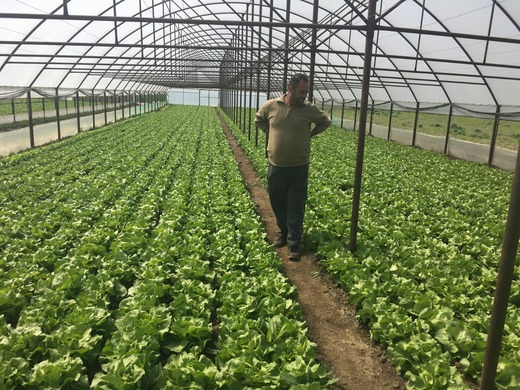 INFOGRAFICE Cooperativele agricole și-au dublat cota de piață în numai doi ani
